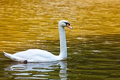 《英雄联盟》2024 LPL春季赛 BLG 3-1 TES夺冠